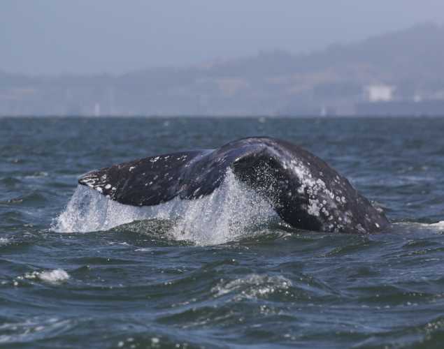 Gray whale in San Francisco Bay