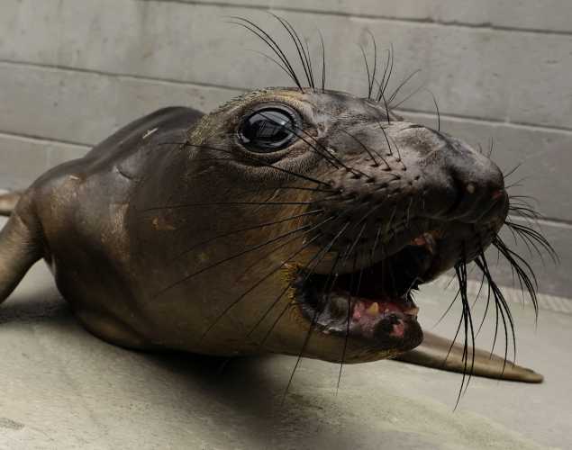 northern elephant seal Coda