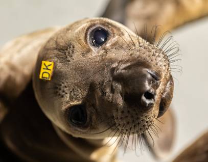 northern elephant seal Better