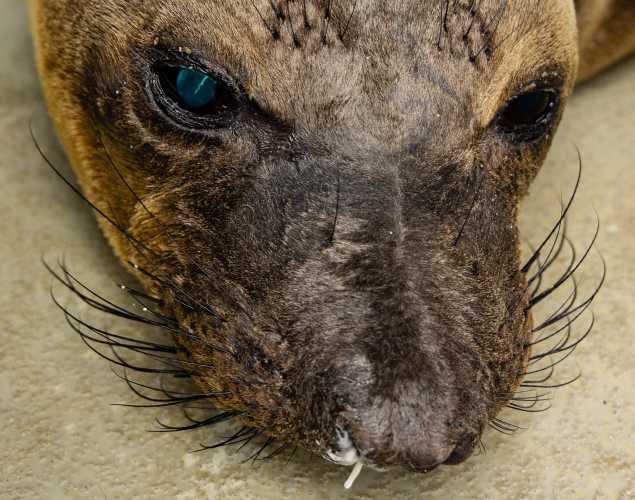 northern elephant seal Nickel