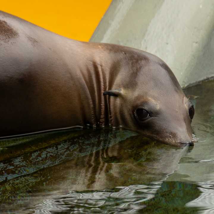 California sea lion Dottie