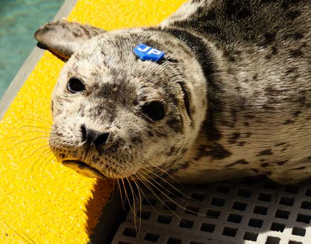 harbor seal Pace