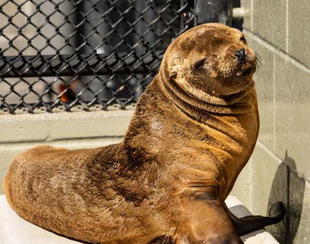 California sea lion