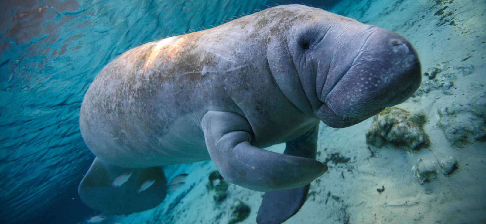 Dugong Vs Manatee
