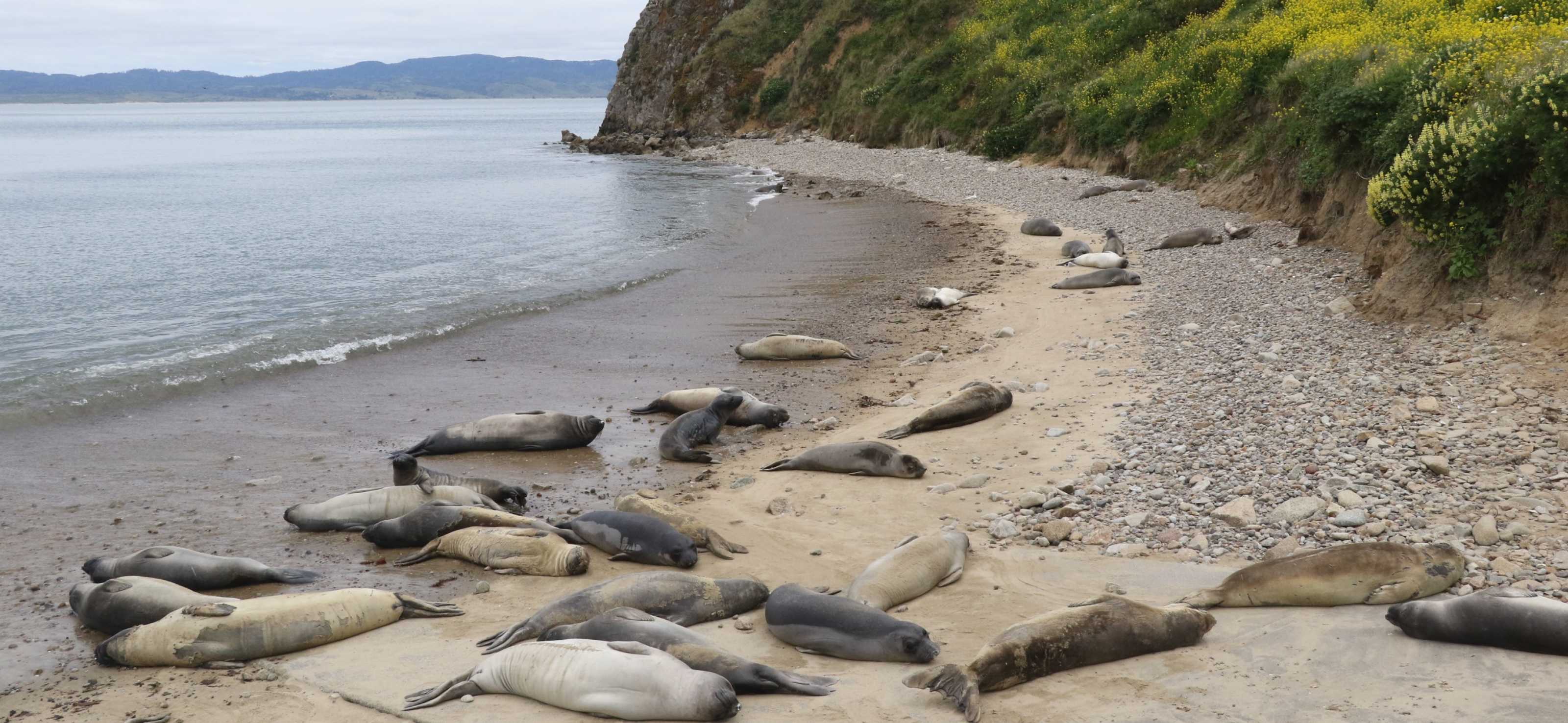 Seal vs. Sea Lion: Your Guide to Knowing the Difference | The Marine