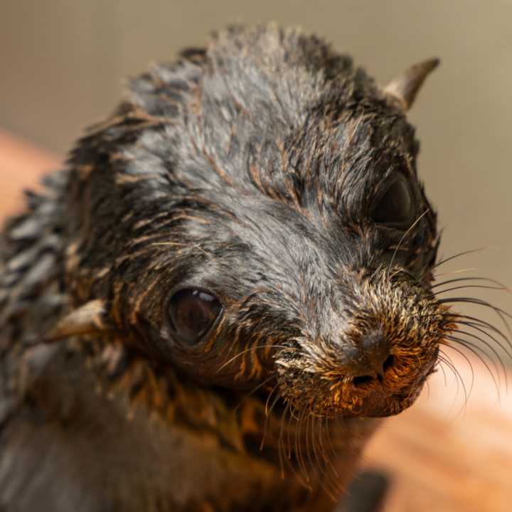 Guadalupe fur seal