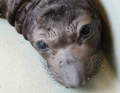 northern elephant seal Stoffle