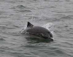 Harbor porpoise surfacing in the water
