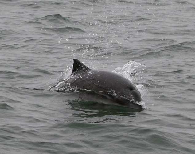 Harbor porpoise surfacing in the water