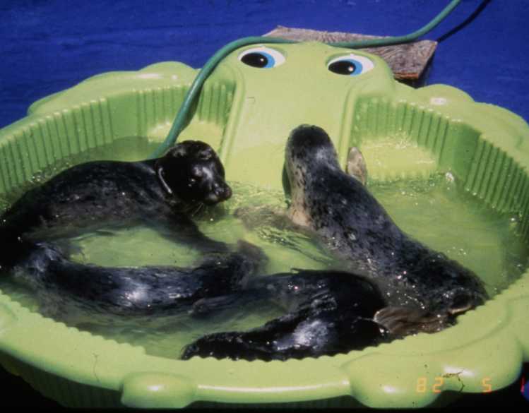 Harbor seals in a plastic kiddy pool