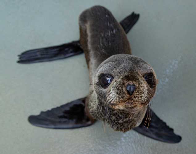 Guadalupe fur seal
