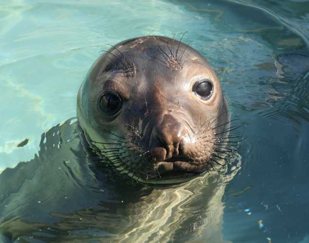 elephant seal Janine