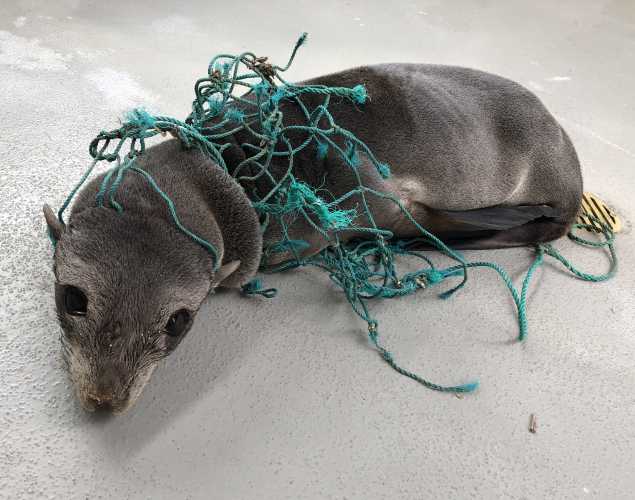The Marine Mammal Center | Severe Entanglements Threaten Recovery of  Guadalupe Fur Seals