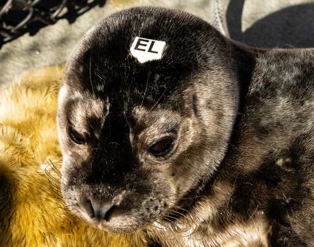 harbor seal Watson