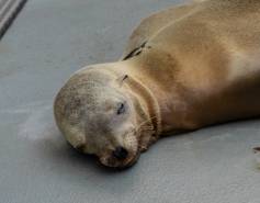 California sea lion