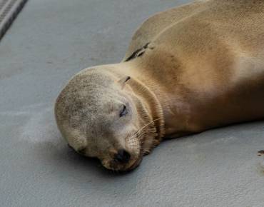 California sea lion