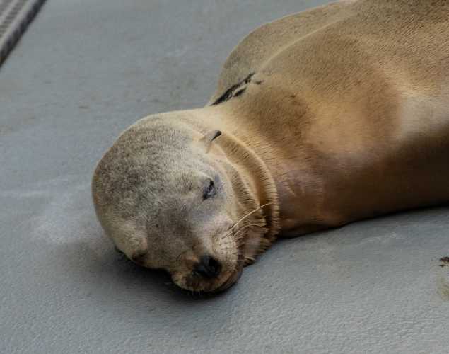 California sea lion