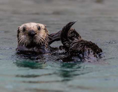 southern sea otter Langly