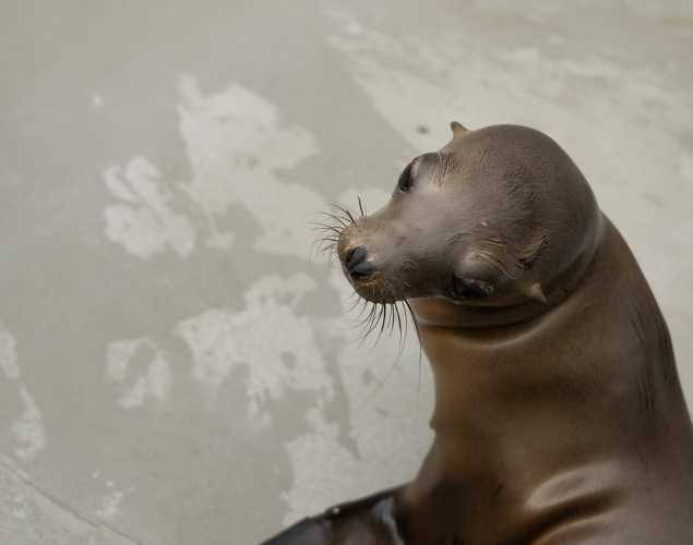 California sea lion