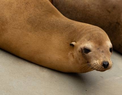 letitia california sea lion