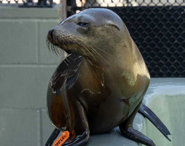 California sea lion