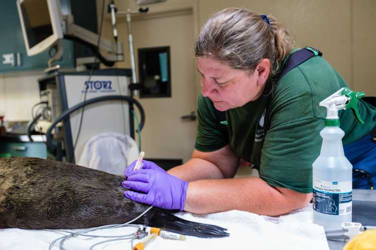 Dr. Cara Field performing an exam