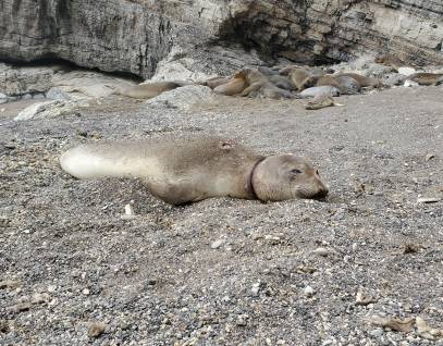 A sedated northern elephant seal on the beach with a wound on its neck.