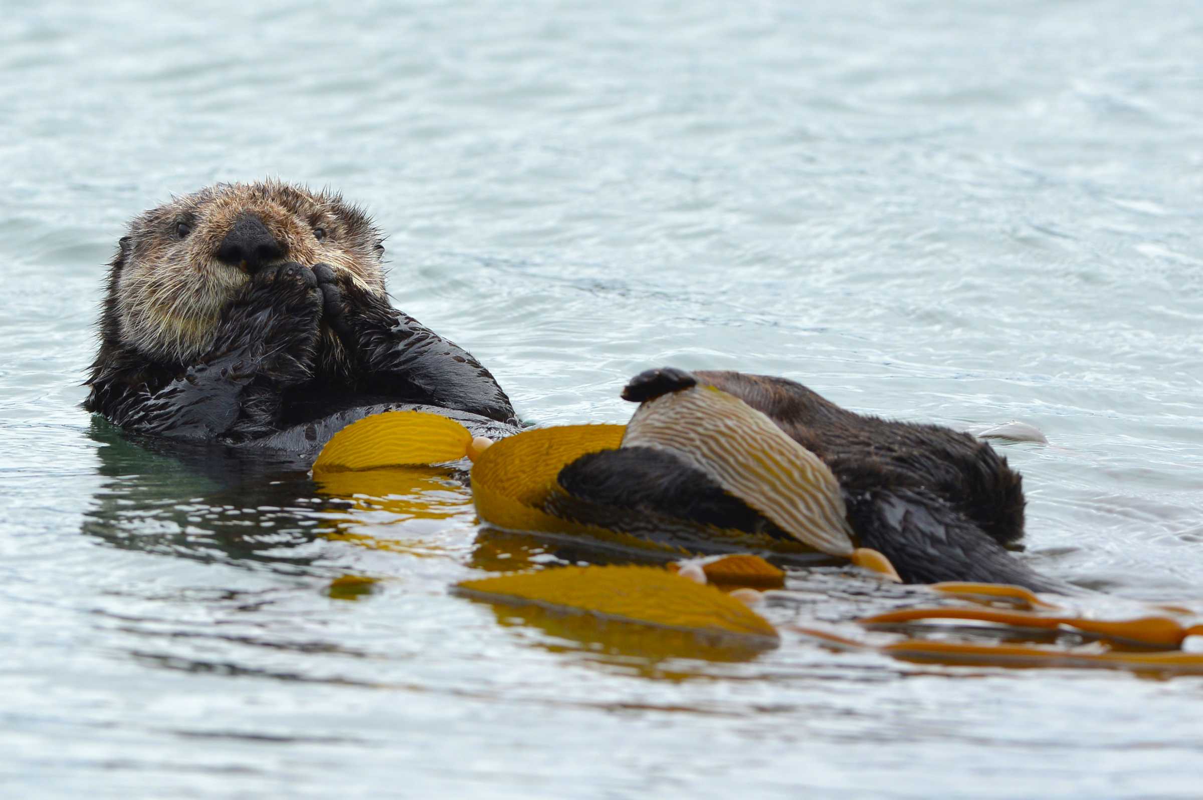 The Marine Mammal Center | Sea Otters
