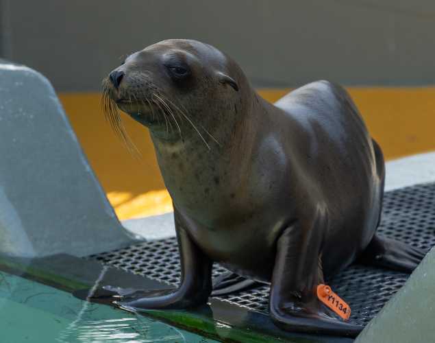 California sea lion