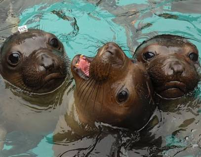 three elephant seal pups