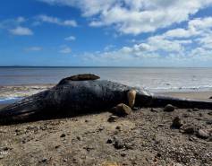 a dead gray whale on a sandy beach