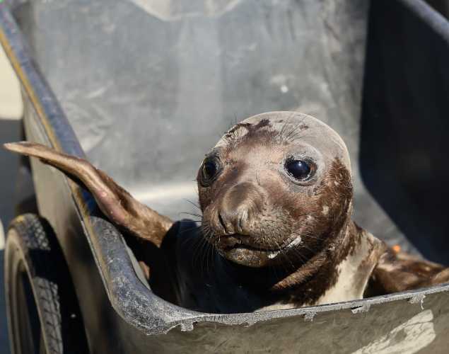 northern elephant seal Madeleine