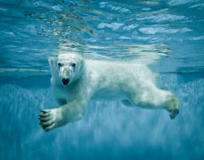 Polar bear underwater