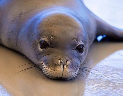 Hawaiian monk seal ʻEleu