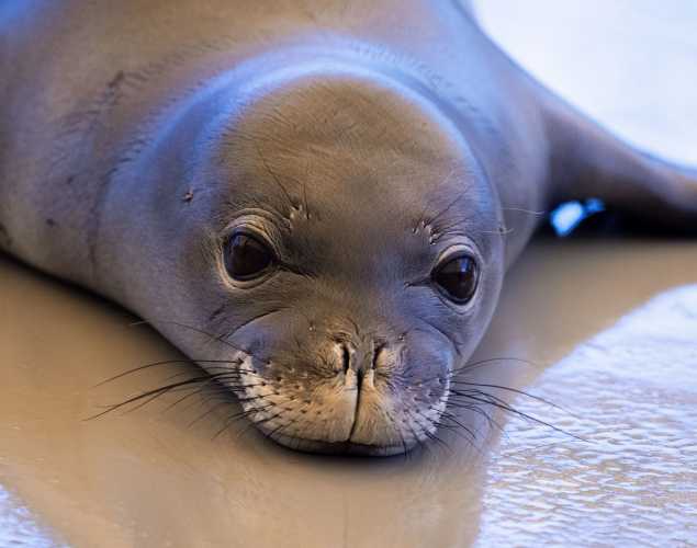 Hawaiian monk seal ʻEleu