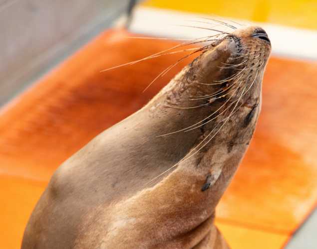 California sea lion
