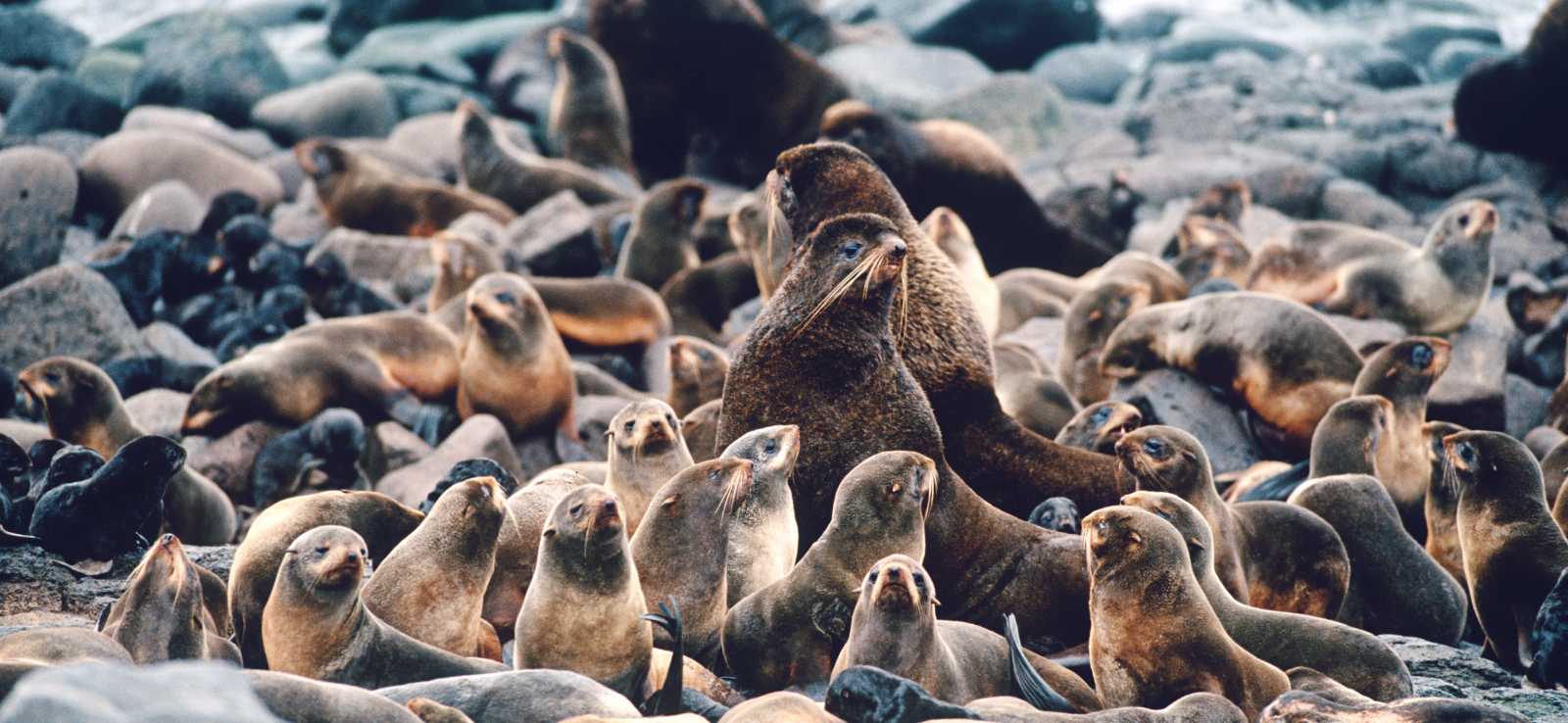 The Marine Mammal Center | Northern Fur Seal