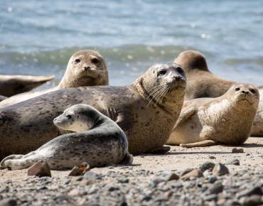 harbor seal moms and pups on a beach