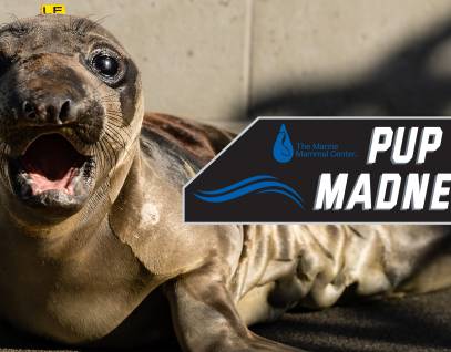 northern elephant seal pup Emerald with Pup Madness graphic