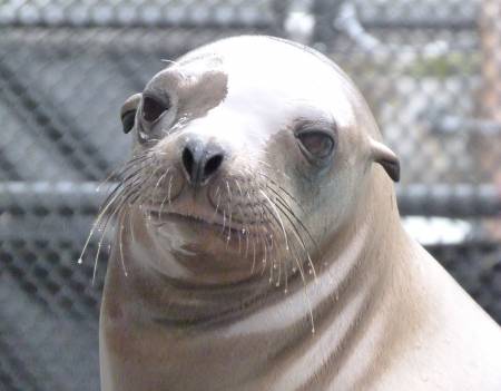 Meraxes | The Marine Mammal Center