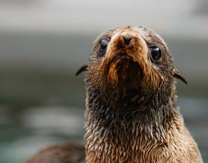 northern fur seal Ody