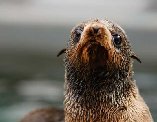 northern fur seal Ody