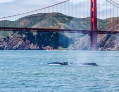 two whales surfacing below the Golden Gate Bridge
