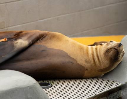 safety california sea lion