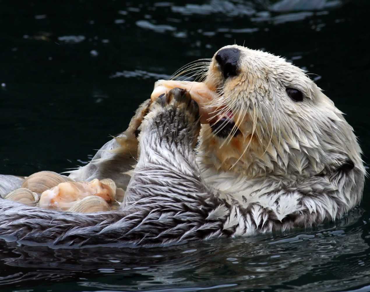 What Do Sea Otters Eat? And Other Otter Trivia The Marine Mammal Center