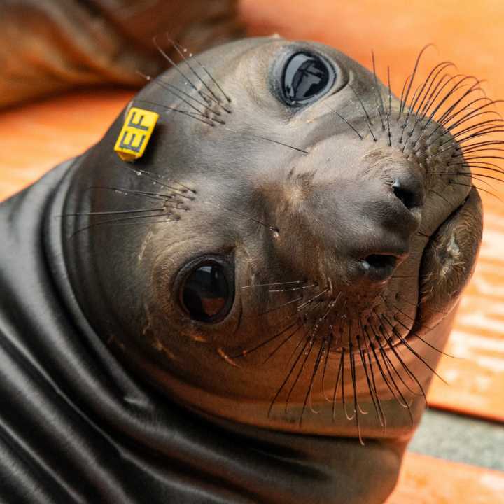 Elephant seal pup
