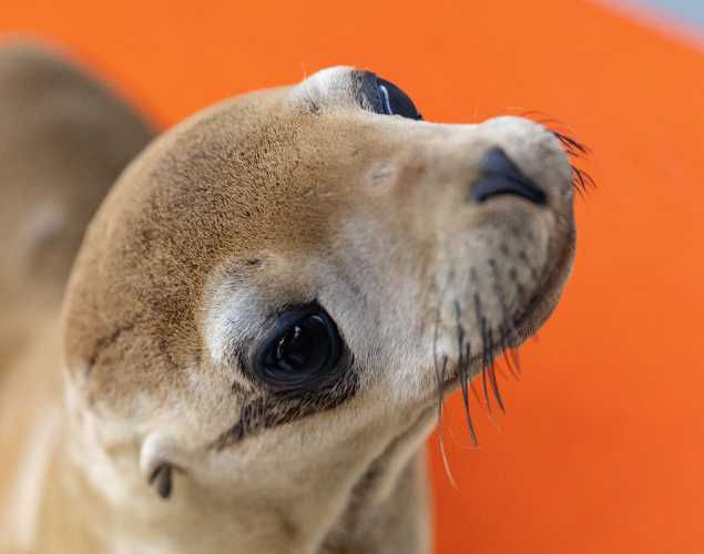 California sea lion Poppy