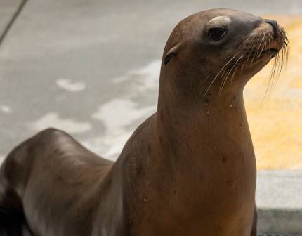 sea lion antron