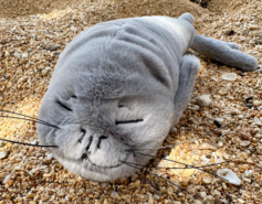 Iliokai Hawaiian Monk Seal Stuffed Animal