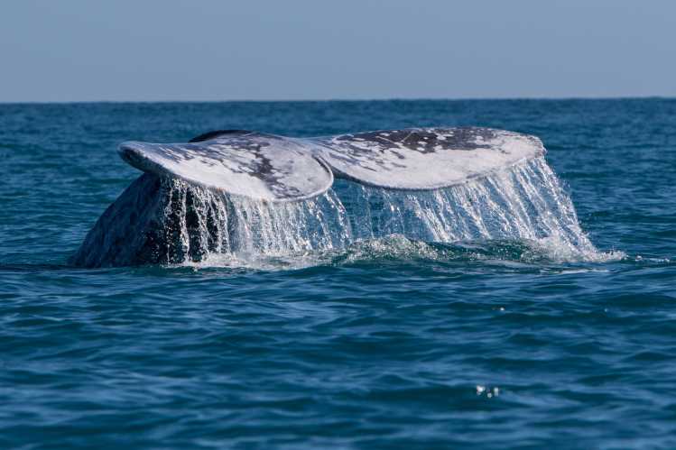 gray whale fluke submerging